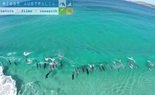 Des dauphins surfent en groupe sur une vague au sud de l'Australie.