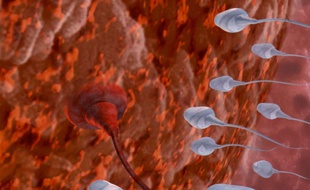 Spermatozoïdes en image de synthèse.