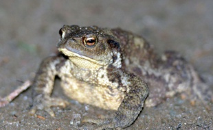 Quatre espèces de grenouilles ont déjà disparues en Australie.