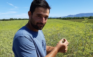 Denis Vernet, du Gaec des Fabres, cultive le fenouil qui sert à faire le Ricard.