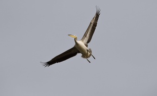 Le pélican blanc est une espèce protégée (photo d'illustration).
