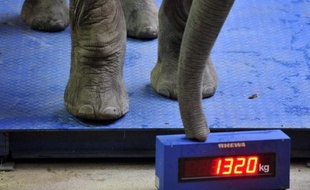 Une équipe internationale de recherche a déterminé que les mammifères terrestres ont atteint leur masse maximum en vingt millions d'années, une évolution qui a vu un animal de la taille d'un chat atteindre celle d'un éléphant, selon des travaux publiés lundi.