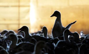 Un troisième élevage de canards a été touché dans les Lands