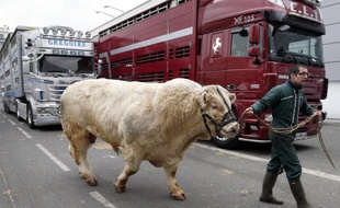 Un agriculteur marche devant deux poids lourds.