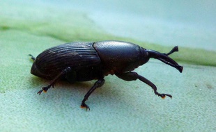 Scyphophorus acupunctatus a fait des dégâts au jardin botanique de Nice (Illustration)
