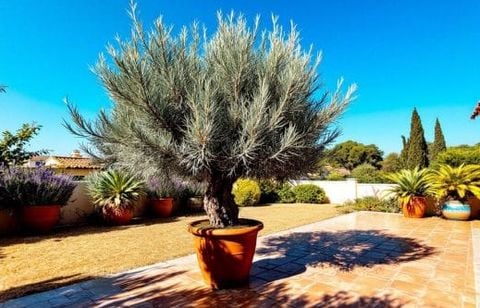 Votre jardin souffre de chaleur cet été ? Voici l’astuce urgente pour créer simplement des zones d’ombre fraîches sans grands travaux