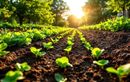Comment booster récoltes et fertilité en fin d’été : les semis malins au potager et verger après la récolte