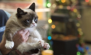 «Grumpy Cats Worst Christmas Ever» sera diffusé sur Lifetime.