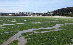 Algues vertes sur la plage de Saint-Michel-en-Grève, dans les Côtes d'Armor, le 29 juin 2010.