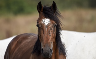 Un cheval (illustration)