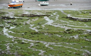 La baie de Locquirec (Finistère) envahie par les algues vertes, le 9 septembre 2013