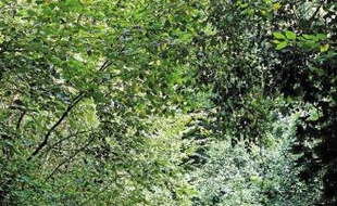 La chasse et la sylviculture vont être interdits dans cette forêt.