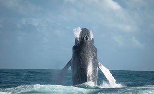 Les scientifiques veulent approfondir leurs connaissances sur le comportement des baleines.
