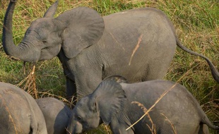 Des éléphants dans le Parc national du Garamba dans le nord-est de la République démocratique du Congo le 7 février 2016