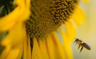 Une abeille butine un tournesol.
