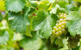Raisin (illustration).