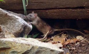 Illustration d'un rat.