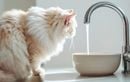 Pourquoi votre chat préfère le robinet à sa gamelle ? La vraie raison va vous surprendre