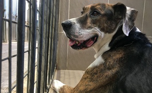 Un chien au refuge de la LPA de Lille.