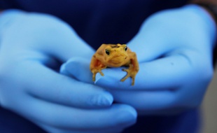 Un spécimen de grenouille dorée, menacé d'extermination.
