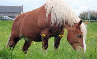 Les chercheurs de Rennes-I ont mis à jour la vie sexuelle des chevaux.