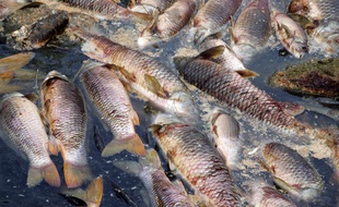 Illustration de poissons morts dans une rivière.