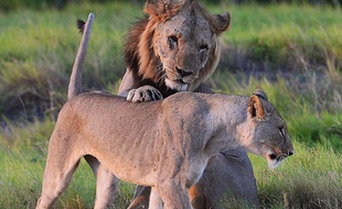 Les lions seraient aujourd'hui 4000 en Zambie, selon les chiffres du gouvernement.