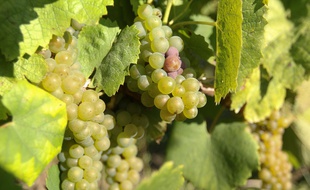Des raisins de muscadet dans le vignoble nantais.