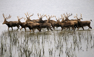 La harde de caribous de Porcupine, menacée par les futurs forages pétroliers dans une réserve naturelle en Alaska.