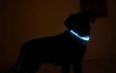 Faut-il vraiment utiliser un collier lumineux pour promener son chien la nuit ?