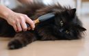 Cette façon de brosser votre chat est à éviter absolument pour préserver sa peau fragile