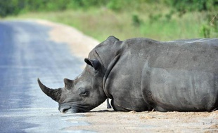 Le 6 février 2013, un rhinocéros au repos dans le parc national Kruger National près de Nelspruit, en Afrique du Sud