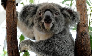 Un koala recueilli dans un refuge après des inondations à Brisbane, dans le Queensland, le 15 janvier 2011