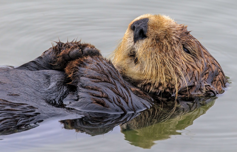 Biodiversite Cool Cool Cool Les Loutres Sont De Retour Dans Les Rivieres Du Vaucluse Biodiversite Cool Cool Cool Les Loutres Sont De Retour Dans Les Rivieres Du Vaucluse