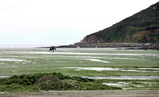 Un homme et son cheval sur la plage de Saint-Michel-en-Grève, en partie recouverte d'algues vertes le 30 mai 2011