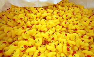 Ce sont 15.000 canards qui seront lancés dans l'Ill le 27 mai. Chaque "propriétaire" ayant parrainé l'un d'eux pourra le récupérer après la course.
