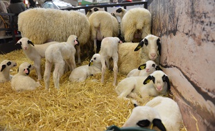 Des agneaux au Salon de l'agriculture de Paris (photo d'illustration).