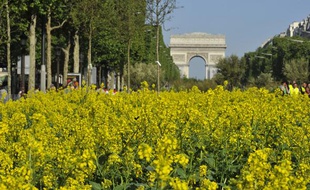 Les Champs-Elysées ont été transformés en un immense jardin dans le cadre de l'opération «Nature capitale» le 23 mai 2010 à Paris.