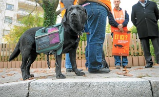 Goofy, le chien des médiateurs, transporte dans son harnais des sachets de ramassage.