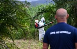 Les cas de chikungunya dans l’Hexagone grimpent encore