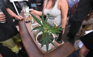 La première "dope cup", une compétition annuelle de cannabis, à Portland, dans l'Oregon le 4 octobre 2015