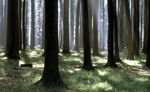 Le port du masque est obligatoire dans la forêt de Soignes comme dans l'ensemble de la région de Bruxelles.