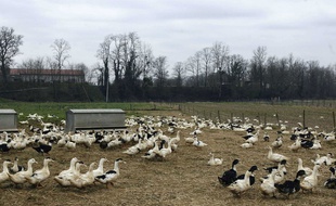 Illustration de canards.