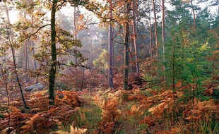 La forêt de Fontainebleau.
