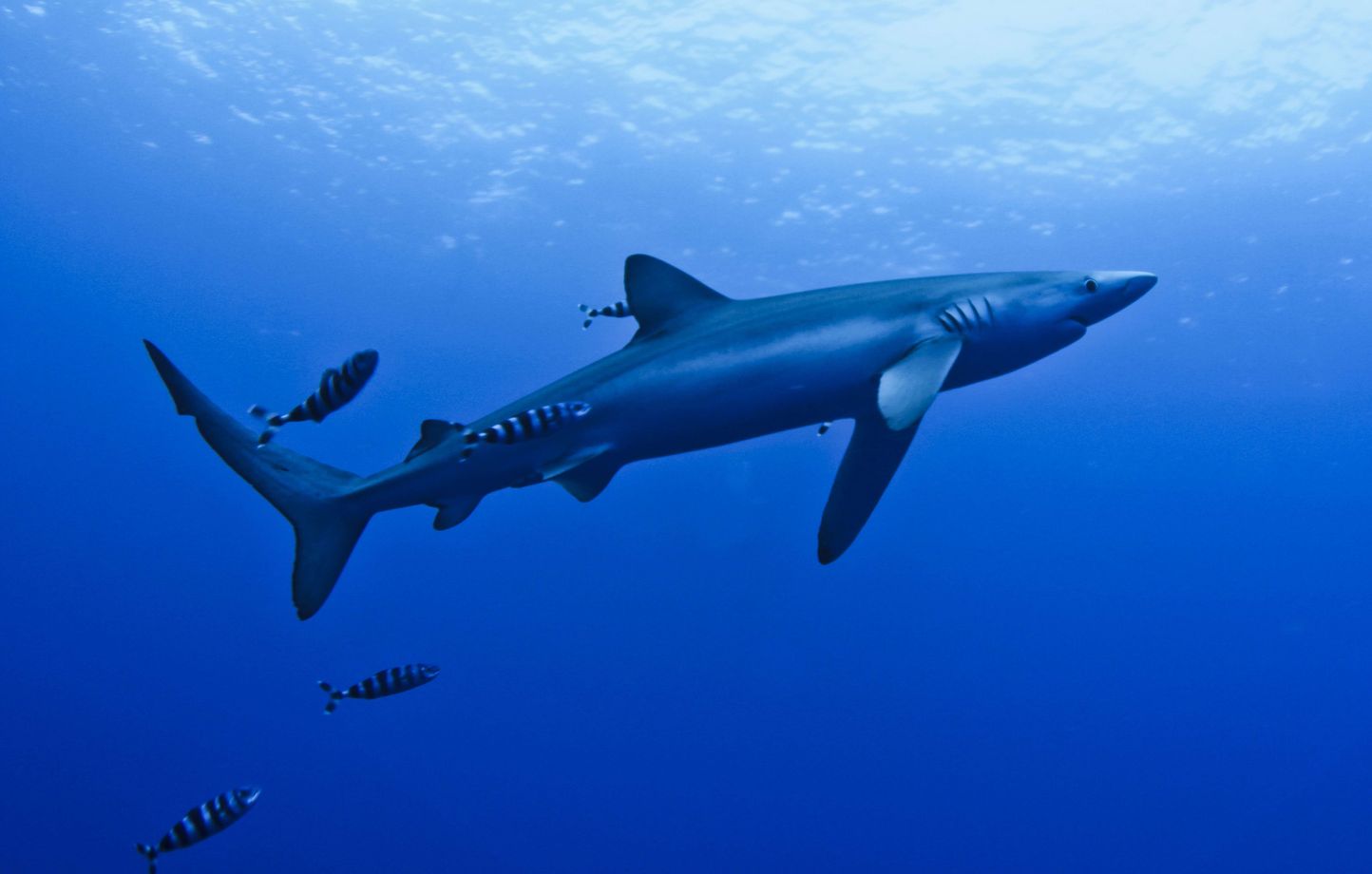 Deux requins bleus sèment la panique sur une plage de Catalogne