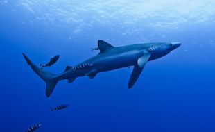 Illustration requin bleu.