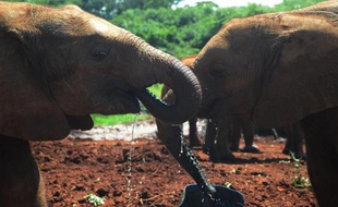 Des éléphanteaux orphelins s'abreuvent dans une réserve à Nairobi, le 22 juin 2015