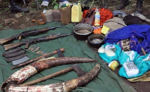 Derrière les braconniers d'ivoire, les pollutions sauvages, les pêcheurs illégaux ou les escroqueries aux quotas-carbone, il y a souvent de puissantes mafias internationales, assurent policiers et experts.