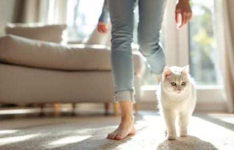 Votre chat vous suit jour et nuit ? Ce geste cache souvent un stress ou un besoin de réassurance