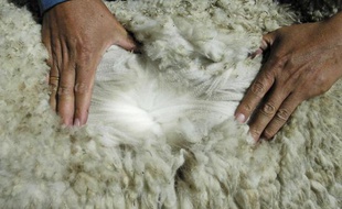 Un homme montre de la laine d'alpaga blanche le 18 mai 2004 à Lima